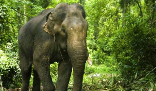 斯里兰卡新保护法禁止大象“酒驾”