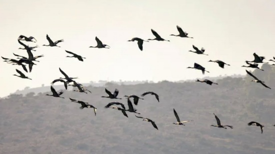 以色列爆发禽流感杀死2000只野生鹤
